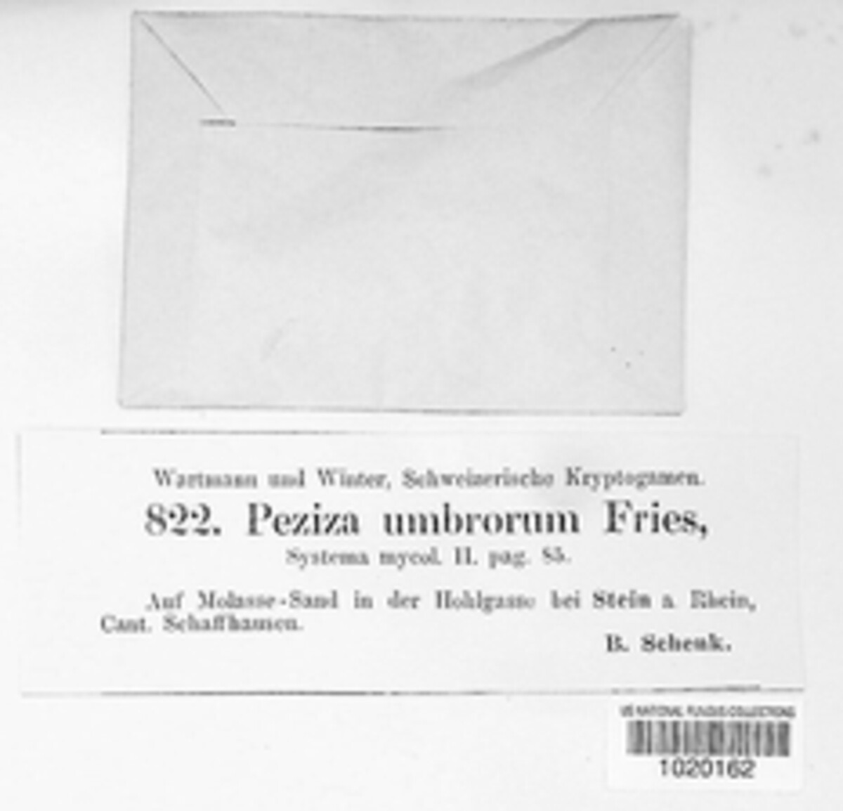 Scutellinia umbrorum image